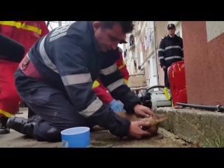 a fireman saves a dog's life © video