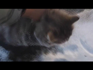 south urals rescued a cat that had frozen into the ice at -35°c © video