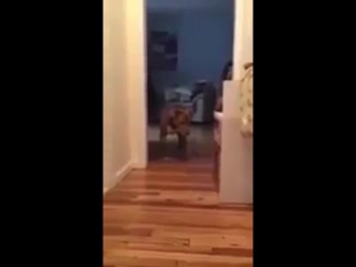 the dog does not want to wake up the cat © video