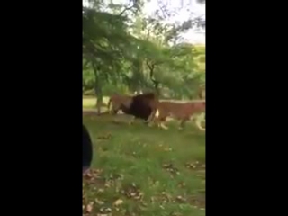 he doesn't really like lions © video