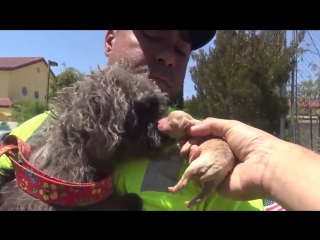 dog helps rescuers and shows where her puppy is © video