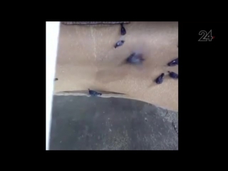 birds are sucked in along with grain at a bakery © video