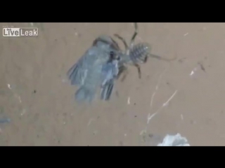 the spider eats the whole bird © video